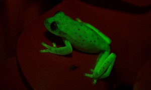 Fluorescing polka-dot tree frog. Credit: © Carlos Taboada, Bernardino Rivadavia Natural Sciences Museum (Buenos Aires)