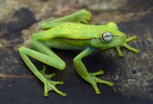 Polka dot tree frog (Hypsiboas punctatus). Credit: © Patrick K. Campbell, Shutterstock