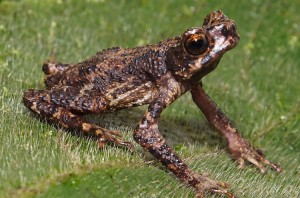Researchers have found a new species of toad Sigalegalephrynus, Newly discovered toads named after puppets of the dead. Credit: © Eric N. Smith, Amphibian And Reptile Diversity Research Center/University of Texas at Arlington