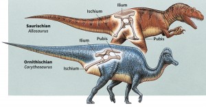 Click to view larger image Scientists divide dinosaurs into two groups-- ornithischians and saurischians --according to the structure of the hips. Ornithischians, such as Corythosaurus, had a birdlike hip structure. Saurischians, such as Allosaurus, had hips like those of lizards. The two groups differed in the three bones that made up the hipbone--the ilium, ischium, and pubis. Credit: WORLD BOOK illustrations by Alex Ebel