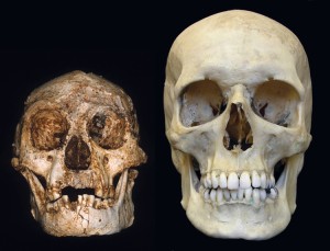 The skull of Homo floresiensis, shown on the left in this photograph, appears strikingly small compared with that of a modern human, shown on the right. Most scientists believe that Homo floresiensis is a unique prehistoric species, a dwarf humanlike creature that lived in isolation on the remote island of Flores in Indonesia. Credit: © AFP/Getty Images