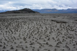Dried Lake Pinnacles - Sections of the newly exposed bed of Kluane Lake contain small pinnacles. Wind has eroded sediments with a harder layer on top that forms a protective cap as the wind erodes softer and sandier sediment below. These pinnacles, just a few centimeters high, are small-scale versions of what are sometimes termed "hoodoos." Credit: Jim Best, University of Illinois/University of Washington (licensed under CC BY 2.0) 