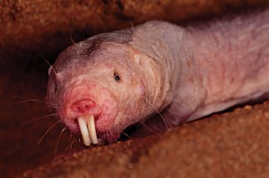 The naked mole-rat is a burrowing rodent of East Africa with wrinkled pink skin, as seen in this photograph. The animal digs using its sharp, chisellike front teeth. Naked mole-rats live in large colonies of up to 300 members, engaging in social behavior similar to that of ants and honey bees. Credit: © Frans Lanting Studio/Alamy Images