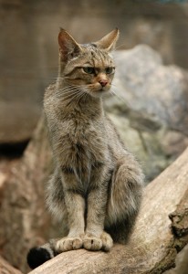 European wildcat. Credit: © Vova Pomortzeff, Shutterstock