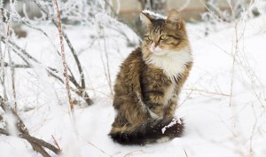 Tabby cat. Credit: © Shutterstock