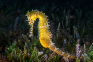 A Yellow Female Common Seahorse (Hippocampus Taeniopterus) on the ocean bottom. Credit: © Frolova_Elena/Shutterstock