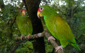 Male (right) and female paratypes of the blue-winged amazon (Amazona gomezgarzai). Credit: Tony Silva (licensed under CC BY 4.0)