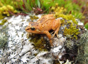 The Hill Dweller Rubber Frog, Pristimantis bounides, is known from two sites at elevations of 10,991 feet and 11,362 feet. The species name “bounides” is derived from the Greek noun “bounos,” which means “dweller of the hills” and refers to the habitat of the mountain forests where this frog was found. It is an area of mixed vegetation including large layers of mosses, small bushes, trees, and Peruvian feather grass. Credit: © Rudolf von May, University of Michigan