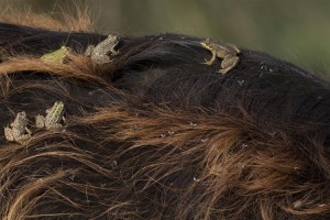 Foraging frogs and flies on buffalo fur. Credit: © Nizamettin Yavuz, Firenze University Press