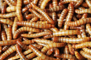 Mealworms are the grubs (larvae or young) of a type of darkling beetle. Mealworms are pests of stored grains and flour, but people also raise mealworms for use as animal feed. The yellow mealworms in this photograph each measure about 1 inch (2.5 centimeters) in length. Credit: © Denis Tabler, Shutterstock
