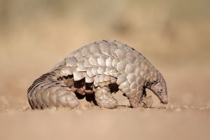 A pangolin searches for ants. Credit: © Shutterstock