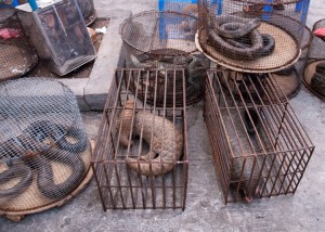  Illicit Endangered Wildlife Trade in Möng La, Shan, Myanmar. Credit: Dan Bennett (licensed under CC BY 2.0)