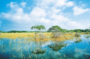 Everglades National Park is in the Florida Everglades, one of the few subtropical regions of the United States. The southern part of the park includes many red mangrove trees, whose spreading roots catch and hold soil. Credit: National Park Service