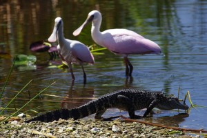 Everglades National Park includes large areas of wetlands that provide a home for wildlife. In this picture, two roseate spoonbills wade near a young alligator. Credit: © Shutterstock