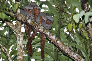 Family group of Milton’s titi monkeys (Callicebus miltoni) in the undercanopy of the ombrophilous forest at Panelas, right bank of the Roosevelt River, northwestern Mato Grosso, Brazil. Credit: © Adriano Gambarini, Papéis Avulsos de Zoologia/SciELO 