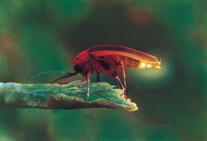 A firefly flashes its light on and off as a mating signal. Not all species of fireflies produce light. Among the species that do, each has its own characteristic flashing pattern. Credit: WORLD BOOK photo by Don Stebbing