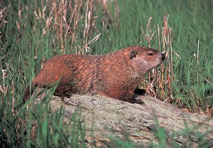 The woodchuck is a burrowing rodent with a chunky body. The woodchuck in this photograph has reddish-brown hair with pale gray tips. An adult woodchuck measures about 18 to 26 inches (46 to 66 centimeters) long, including the bushy tail. Credit: © Leonard Lee Rue III, Tom Stack & Assoc.