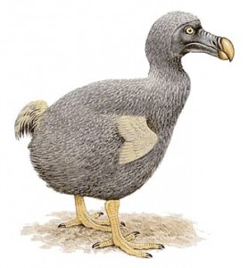 The dodo was a bird that had tiny wings that were so small it could not fly. Dodos lived on the island of Mauritius in the Indian Ocean. They have been extinct since about 1680. Credit: World Book illustration by Trevor Boyer, Linden Artists Ltd.