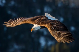 A bald eagle soars through the air in search of its next meal. The bald eagle uses keen eyesight to spot prey from far away. Credit: © FloridaStock/Shutterstock