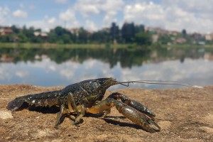 The marbled crayfish threatens to crowd out seven native species in Madagascar.  Credit: © Ranja Andriantsoa