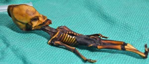 A mummified skeleton from the Atacama Desert in Chile has been described as “alien.” But genetic analysis shows that she was human and may have had a previously unknown bone disorder. Credit: © Emery Smith