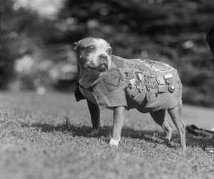 Sergeant Stubby in his bemedalled uniform. Credit: Division of Armed Forces/Smithsonian National Museum of America History