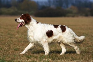 Irish red and white setter walking in the field. Credit: © Dreamstime