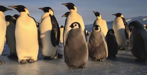 Scientists have discovered that penguins, such as these Emperor penguins, have lost the ability to taste certain types of foods. (Credit: © Shutterstock)
