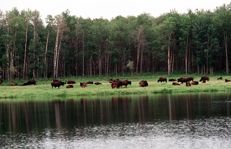 Elk Island National Park, in Alberta, Canada, protects a small herd of wood bison, shown here. The park is also home to Canada’s largest herd of plains bison, as well as elk, moose, and white-tailed deer. Credit: © Parks Canada 