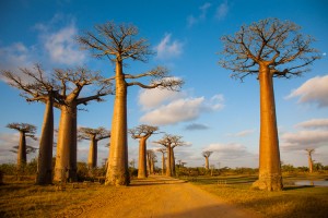 Baobab Alley, Madagascar. Credit: © Monika Hrdinova, Shutterstock