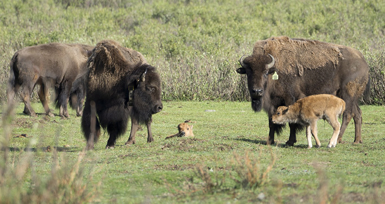 The first bison calves bred and born in Banff National Park in more than 140 years were born this summer. Credit: © Parks Canada