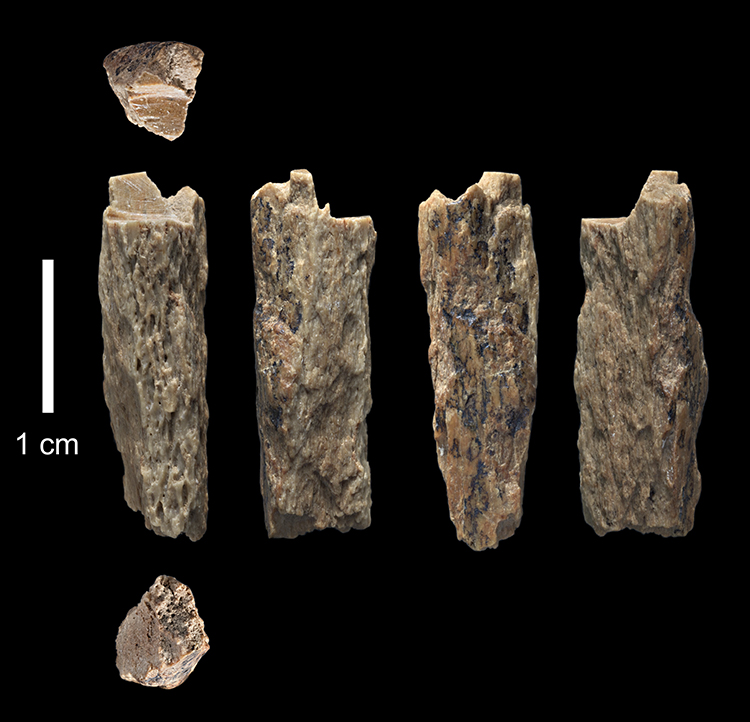 This bone fragment, called "Denisova 11," was found in 2012 at Denisova Cave in Russia by archaeologists. New DNA evidence reveals the bone originally came from a girl or woman who was the daughter of a Neandertal mother and a Denisovan father. Credit: © Thomas Higham, University of Oxford