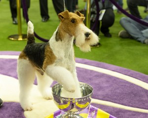 Wire fox terrier named King won Best in show during 143rd Westminster Kennel Club Dog Show at Madison Square Garden on February 12, 2019. Credit: © Lev Radin, Shutterstock