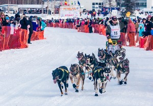 The Iditarod is a famous sled dog race held every March in Alaska. Teams of sled dogs race between Anchorage and Nome. Credit: © Shutterstock 