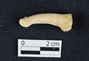 A foot bone of Homo luzonensis in side view, showing the longitudinal curvature of the bone. Credit: © Callao Cave Archaeology Project