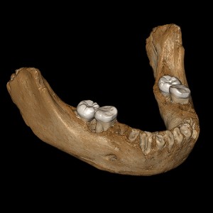View of the virtual reconstruction of the Xiahe mandible after digital removal of the adhering carbonate crust. The mandible is so well preserved that it allows for a virtual reconstruction of the two sides of the mandible.  Credit: © Jean-Jacques Hublin, MPI-EVA, Leipzig