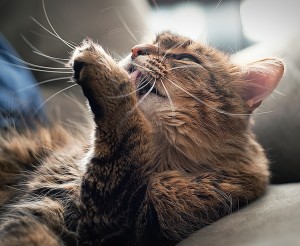 A cat instinctively cleans itself by licking its fur and washing its head with a wet paw, seen in this photograph. Credit: © Shutterstock 