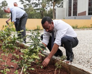 Ethiopian prime minister Abiy Ahmed plants a tree in Addis Ababa.  Credit: Office of the Prime Minister
