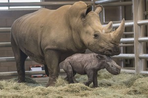 A day-old southern white rhino calf walks beside his mother, Victoria, at the Nikita Kahn Rhino Rescue Center at the San Diego Zoo Safari Park in California on July 29, 2019. The rhino was the first successful artificial insemination birth of a southern white rhino in North America. Credit: © San Diego Zoo