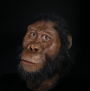 Facial reconstruction of Australopithecus anamensis.  Credit: © John Gurche/Matt Crow, Cleveland Museum of Natural History