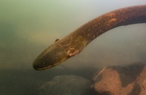 South American rivers are home to at least three different species of electric eels, including a newly identified species capable of generating a greater electrical discharge than any other known animal, according to a new analysis published in the Sept. 10, 2019 issue of the journal Nature Communications. Electrophorus voltai (shown above), one of the two newly discovered electric eel species, primarily lives further south than Electrophorus electricus on the Brazilian Shield, another highland region.Scientists discovered that E. voltai can discharge up to 860 Volts of electricity--significantly more than the previously known 650 Volts generated by E. electricus. This makes the species the strongest known bioelectric generator, and may be an adaptation to the lower conductivity of highland waters.  Credit: © L. Sousa