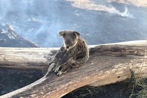 Jimboomba Police rescued the koala and her joey from fire in the Gold Coast hinterland.  Credit: Jimboomba Police