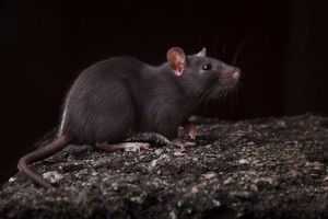 Rats are small, furry mammals that have plagued human beings for centuries. The black rat, shown, causes disease and widespread property damage in the seaports of North America. Credit: © Anatoly Pareev, Shutterstock 