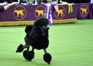 Siba, the standard poodle, competes to win Best in Show at the 144th annual Westminster Kennel Club Dog Show at Madison Square Garden on February 11, 2020 in New York City.  (credit: Photo by Johannes EISELE / AFP) (Photo by JOHANNES EISELE/AFP via Getty Images)