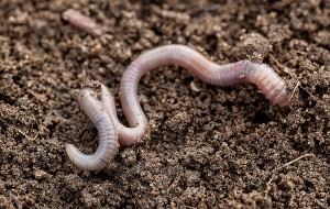 The full moon during March is known as the Worm Moon because of the reemergence of earthworms during the month.  Credit: © Maryna Pleshkun, Shutterstock