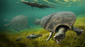 Stupendemys lived during the Miocene Epoch, around 23 million to 5.3 million years ago. Giant turtle illustration of Stupendemys geographicus credit: © Jaime Chirinos