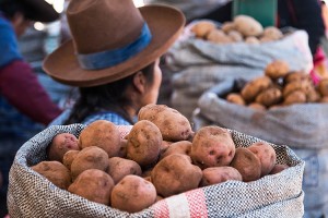 Potatoes of Peru Credit: © Shutterstock