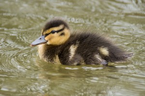 Mallard duckling Credit: Colin (licensed under CC BY 2.0)