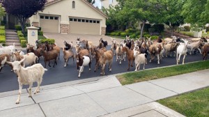 Goats roam the streets of San Jose, California, after nearly 200 of them escaped an enclosure in the Silver Creek neighborhood on May 12, 2020.