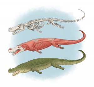 An artist’s recreation shows (top to bottom) the skeleton, muscles, and living appearance of Deinosuchus. Credit: © Tyler Stone